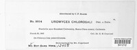 Uromyces chlorogali image